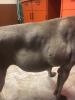 Lucky at Vet before Surgery 2